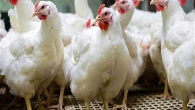 15 % زيادة في أسعار الدواجن.. واتحاد الغرف يكشف الأسباب.. فيديو