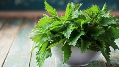 للحوامل.. أخصائي أعشاب يكشف فوائد بالجملة لـ«القراص»