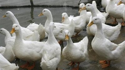 تستهلك ربع مليون بطة في رمضان.. مدينة المذبحة الكُبرى