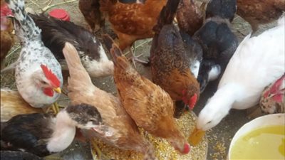 البلدى يوكل.. أسرار تربية الفراخ فى المنزل