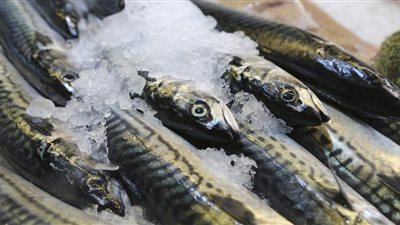 ضبط 8 طن أسماك ماكريل وزيوت وطحينة فاسدة خلال 48 ساعة 