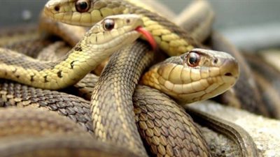 رؤية الثعبان في المنام تدل على أمر خطير.. احذري