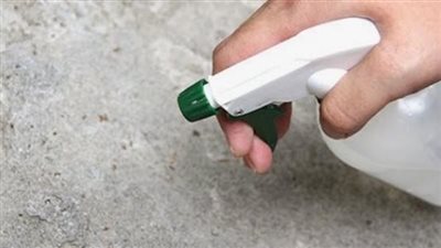 لربات البيوت.. احمي بيتك من النمل والفئران بمكونات طبيعية