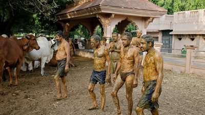 هنود يتمرغون في زرائب الأبقار لعلاج كورونا..وأطباء يحذرون