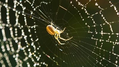 الإعجاز العلمي في القرآن.. بيت العنكبوت بنته أنثى 