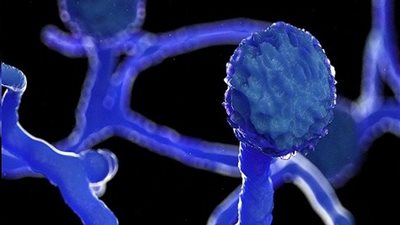 بعد إثارته الرعب الأيام الماضية.. بُشرى سارة بشأن الفطر الأسود 