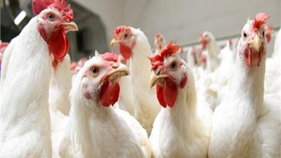 أسعار الدواجن اليوم 30-5-2021