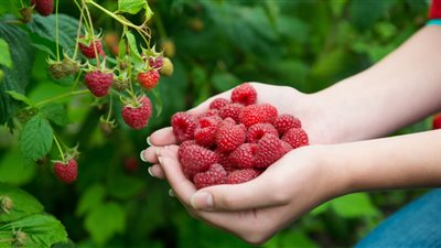 فوائد مذهلة للتوت البري والشاي الأخضر للسيدات| فيديو