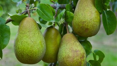 أبرزها خفض مستويات الكوليسترول.. 12 فائدة صحية للكمثرى