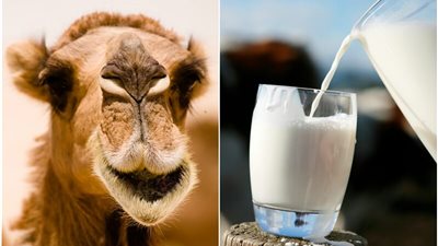 يقوي المناعة.. 4 فوائد مذهلة لـ حليب الجمل