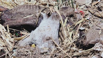 العثور على 100 حمار مذبوح بالمنوفية