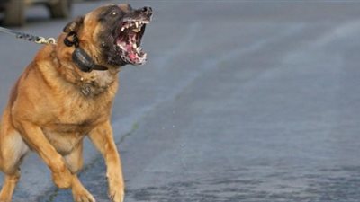 السجن و50 ألف جنيه غرامة.. عقوبة التهديد بالكلاب في الشوارع