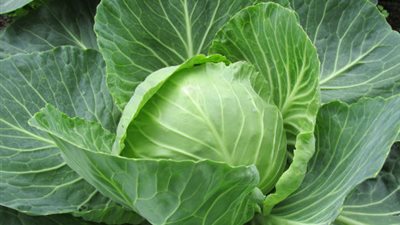 10 فوائد صحية لا تصدق للكرنب أهمها للمناعة والضغط 