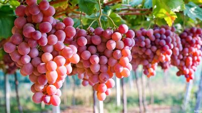 5 فواكه ممنوعة لمرضى السكر أشهرها العنب والمانجو