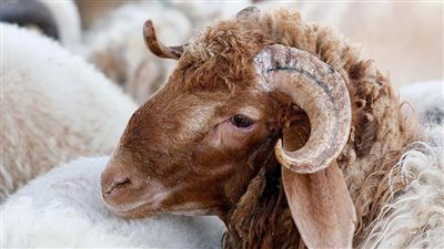 إزاي تختاري الأضحية.. 6 شروط يجب توافرها