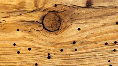 «ازاي اتخلص من سوس الخشب».. خبير أثاث يوضح طرق اكتشافه