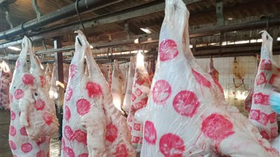 «الزراعة»: ذبح الأضاحي بالمجازر مجانًا خلال عيد الأضحى