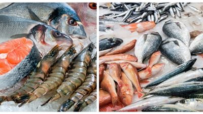 أسعار الأسماك اليوم الخميس 8-7-2021.. «البلطي» يسجل 23 جنيهًا