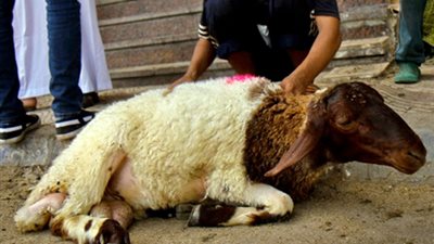 هل يجوز شراء الأضحية بالتقسيط؟.. خالد الجندي يجيب (فيديو)