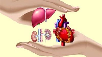 هل التبرع بأعضاء الجسم بعد الوفاة حرام أم حلال؟.. «الإفتاء» ترد