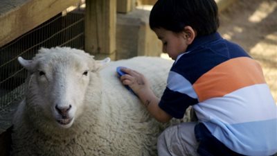 هل يجوز جمع الأضحية والعقيقة في ذبيحة واحدة؟.. «الإفتاء» تُجيب