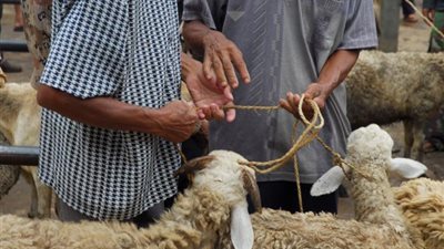 تعرفي على الطريقة الصحيحة لتوزيع الأضاحي