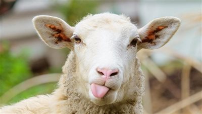 هل يجوز اشتراك البنت مع والدها في ثمن الأضحية لتحصيل الثواب؟ أزهري يجيب   