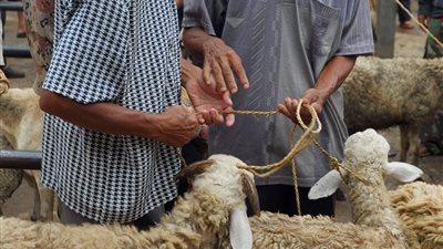 طبيب بيطري يكشف الطريقة الصحيحة لاختيار الأضحية وتقطيع لحومها