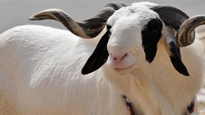 ما آداب وسُنن نحر وتوزيع الأضحية؟.. داعية يُجيب