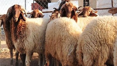 تعرفي على مواصفات الأضحية.. خالد الجندي يوضح