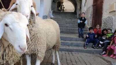 ما حُكم تصوير مشهد ذبح الأضحية ونشره على مواقع التواصل؟.. «الإفتاء» ترد