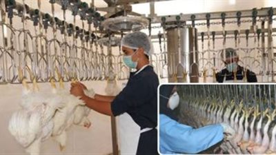 اعرفي أسعار الدواجن في الأسواق اليوم