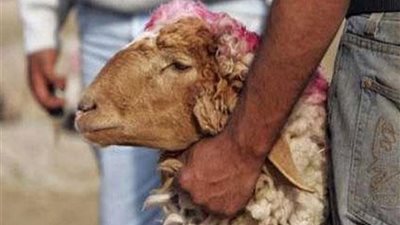 «الإفتاء» تقدم دليلاً شاملاً عن الأضحية