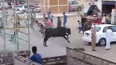 «عجل» يقتل ويُصيب 6 أشخاص في المنوفية