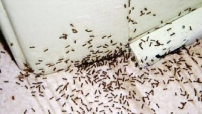 مستشار المفتي: قتل النمل بالمنازل حرام 