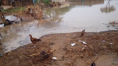 متحدث «النازحين بدارفور»: الفيضانات منعت النساء والأطفال من الاحتفال بالعيد