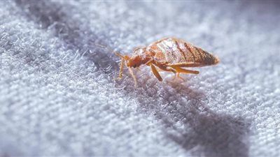 تحذير للستات.. «أم 6 أرجل» زادت في المنازل بعد كورونا 