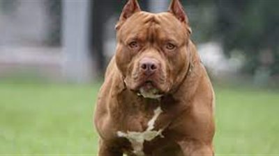 لوحة معدنية أو الحبس.. مشروع قانون لـ«ترخيص الكلاب»