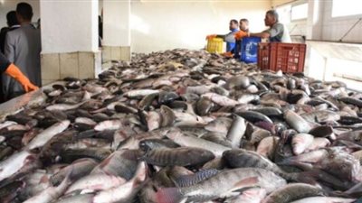 أسعار السمك اليوم الاثنين والبلطي بـ 21 جنيهًا