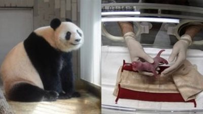 ولادة أول صغير باندا بالتلقيح الصناعي بحديقة حيوان في سنغافورة