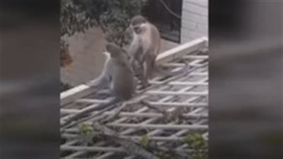 القردة الهاربة.. ذعر في حدائق الأهرام وطوارئ لضبطهم