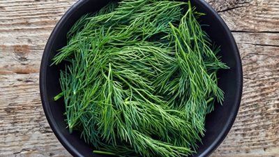 مطهر للفم وينظم الدورة الشهرية.. 11 فائدة صحية مذهلة لتناول الشبت