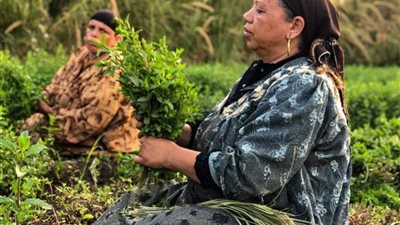 في عيد الفلاح.. مزارعات يروين قصص كفاحهن: «الأرض زي العرض وراس مالنا»