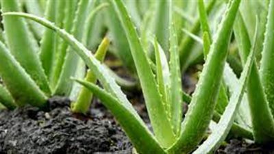 «الصبارة» تُشعل خناقة حريمي في ميكروباص دمياط  