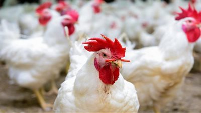 استقرار ملحوظ في أسعار الدواجن اليوم الأحد