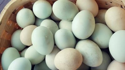 أسعار البيض اليوم الأحد 26 سبتمبر