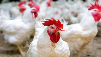 أسعار الدجاج اليوم الثلاثاء