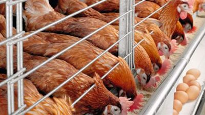 أسعار الدجاج اليوم الخميس