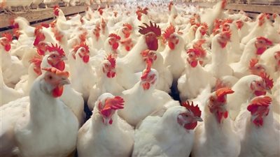 أسعار الفراخ اليوم الاثنين 