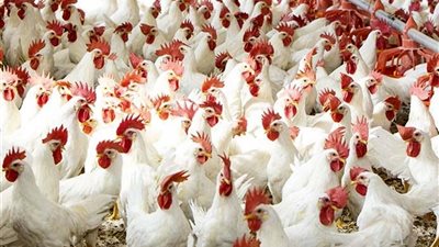 انخفاض في سعر الفراخ.. بورصة الدواجن اليوم